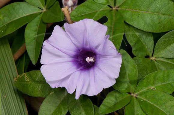SC_PL_3143-2