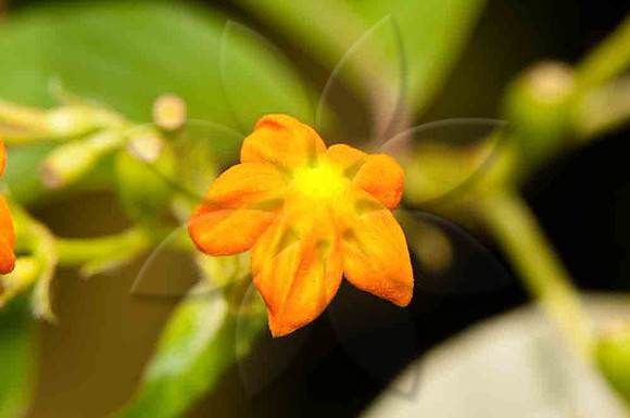 SC_PL_6260