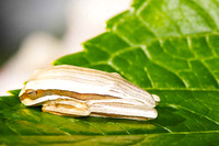 SC_AN_6058