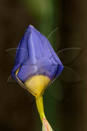 SC_PL_6712
